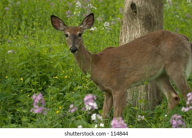 Deer