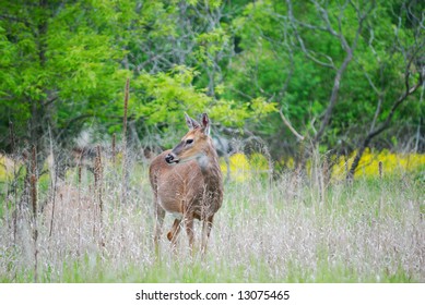Deer