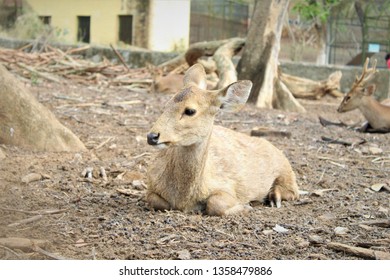 deer