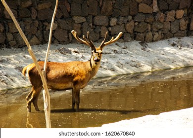 a deer 