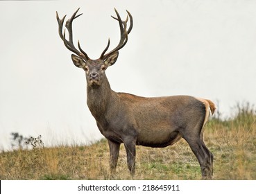 80,975 Deer Head Stock Photos, Images & Photography | Shutterstock