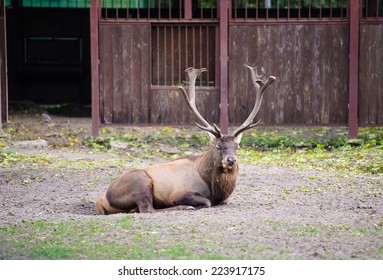 Deer