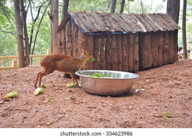 deer