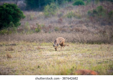 Deer