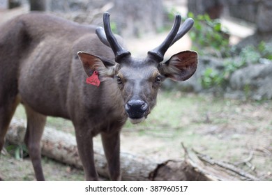 The Deer