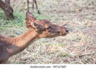 Deer