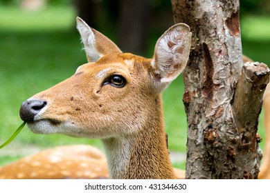 Deer
