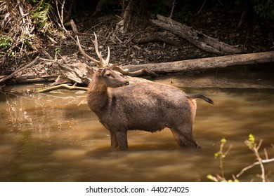 Deer