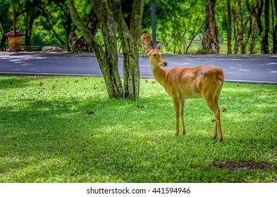 Deer