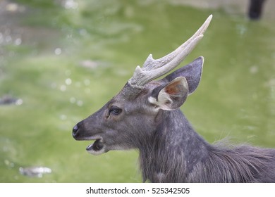 Deer