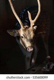 deer