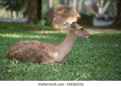 Deer