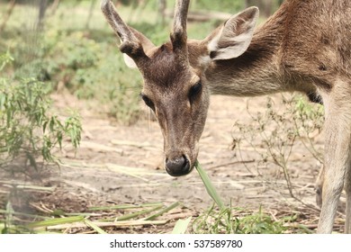 Deer