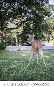 deer