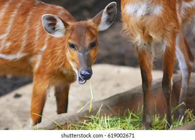 Deer