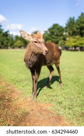 Deer