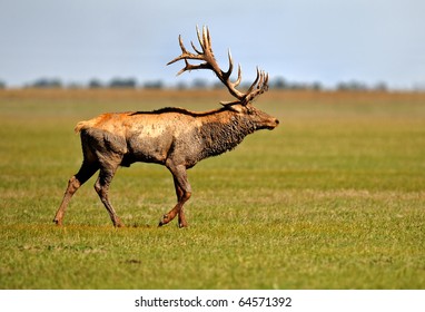  Deer