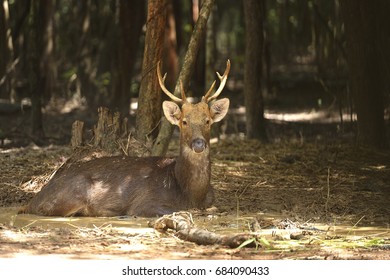 Deer
