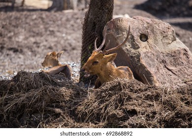 The Deer
