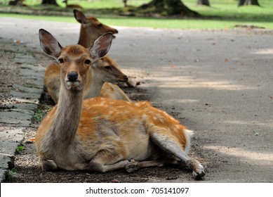 a Deer