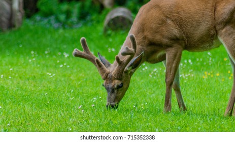 deer