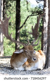 deer