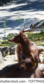Deer 