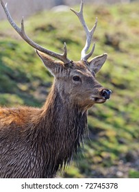 Deer