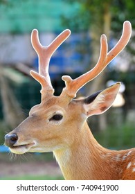 Deer