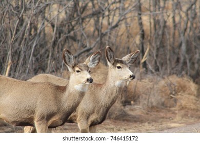 Deer