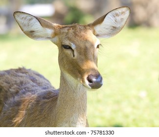 Deer