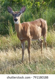 A deer 