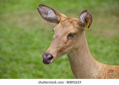 Deer