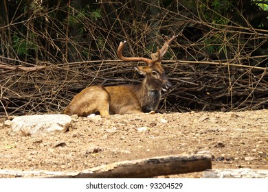 deer