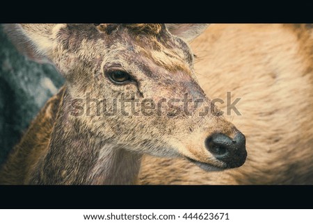 behind bars Nature Animal