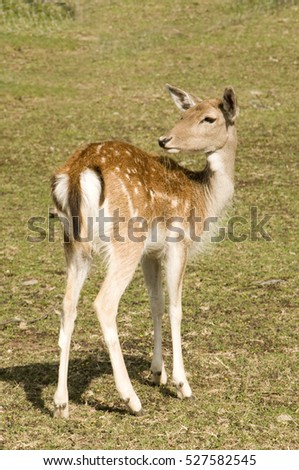 Similar – Image, Stock Photo fawn Nature Grass Meadow