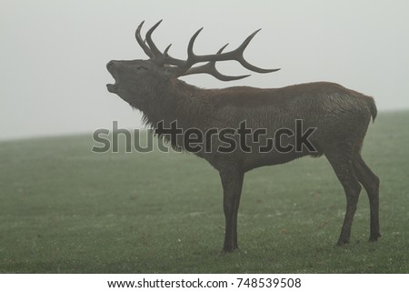 Similar – Image, Stock Photo no a Hirsch Nature Animal