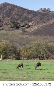Deer After Fire