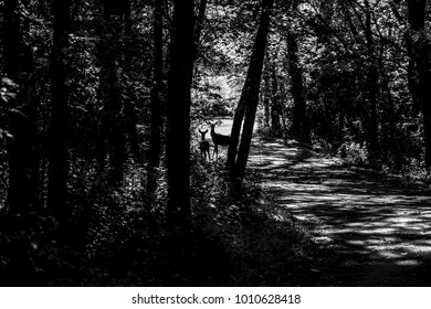 Deer Along Jordan Creek Bike Trail Near The Rothchild Nature Trail, West Des Moines, Iowa