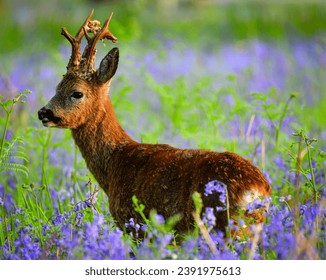 Deer amongst bluebells in old woodland in spring time
