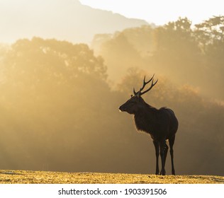 Deer Animal Landscape Shadow Cool