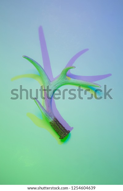 Deer Antler Interior Wall Decoration Colorful Stock Photo Edit