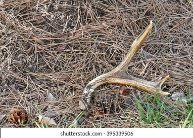 Deer Antler Shed