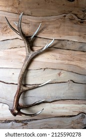 A Deer Antler Shed On A Wooden Background.