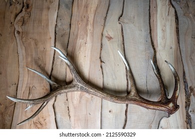 A Deer Antler Shed On A Wooden Background.