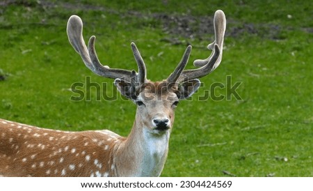 A deer with antlers and antlers