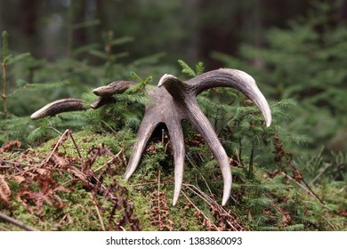 Deer Antlers (Cervus Elaphus) On The Ground . Animals Remain In Spring