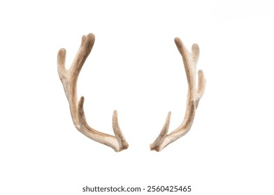 deer antlers isolated on white background - Powered by Shutterstock - Get 15% off with code: PIKWIZARD15
