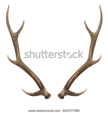 Deer antlers. Isolated on white