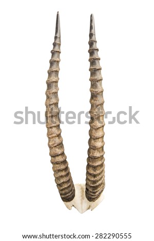 Deer antlers isolated on white background.